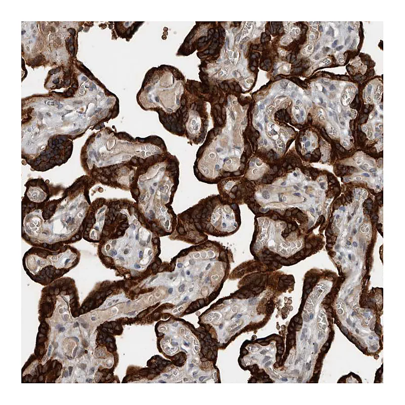 Atlas Antibodies Anti-YOD1 Antibody