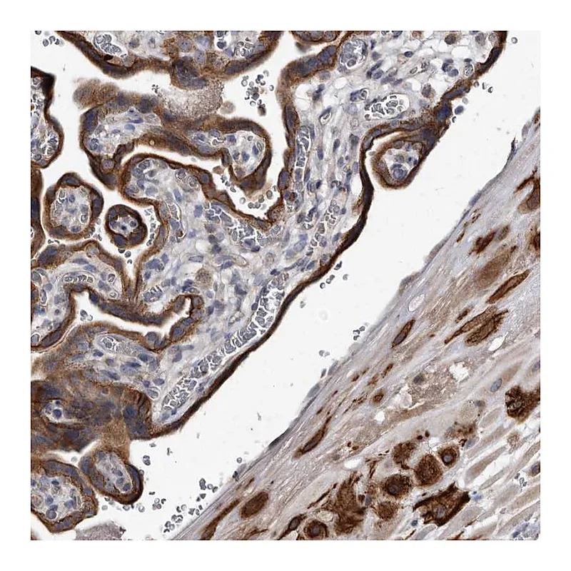 Atlas Antibodies Anti-YPEL3 Antibody