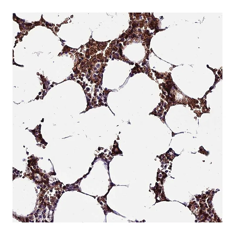 Atlas Antibodies Anti-YPEL5 Antibody