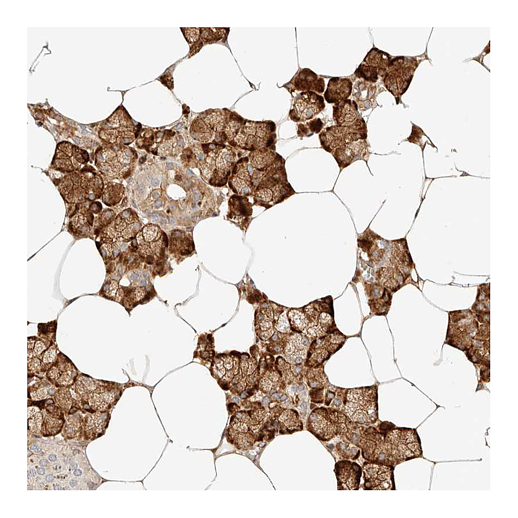 Atlas Antibodies Anti-ZBED6 Antibody