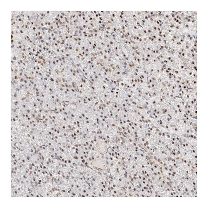 Atlas Antibodies Anti-ZBED6 Antibody