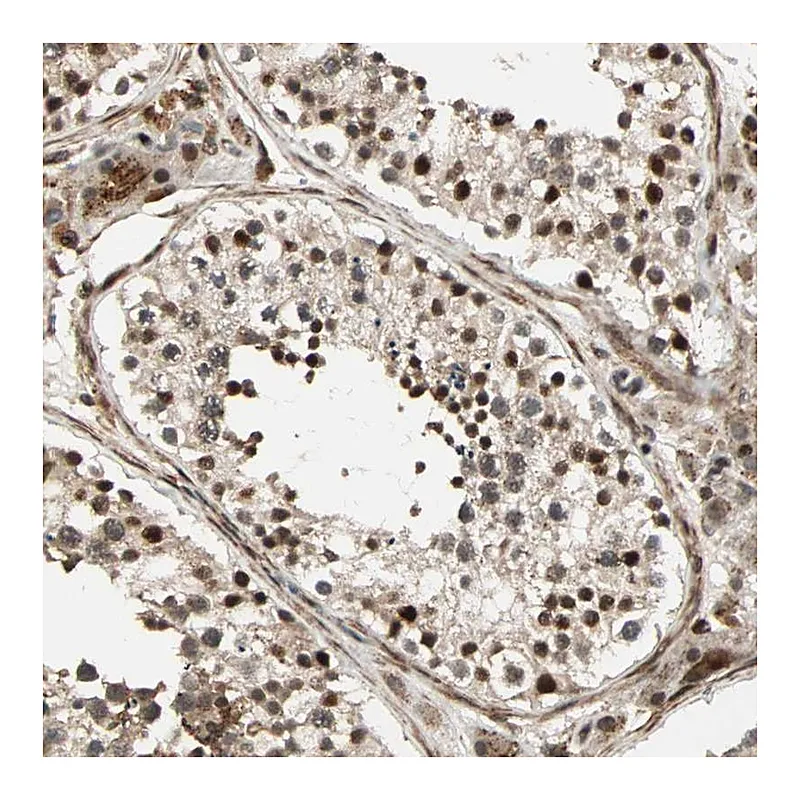 Atlas Antibodies Anti-ZBED9 Antibody