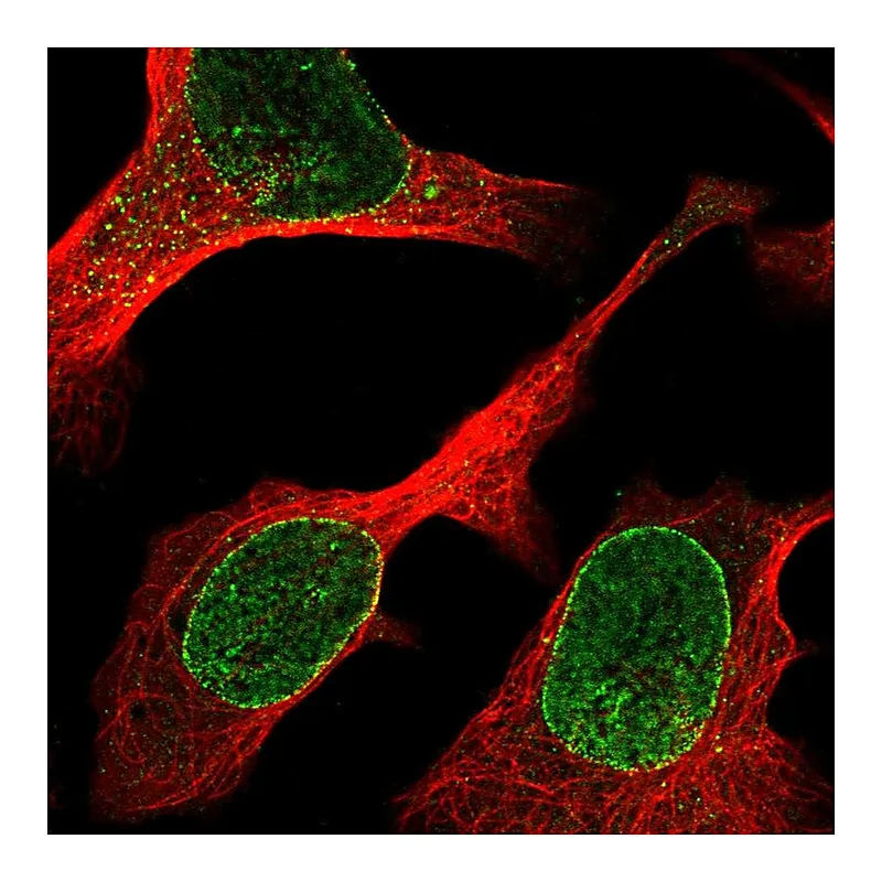 Atlas Antibodies Anti-ZBED6CL Antibody