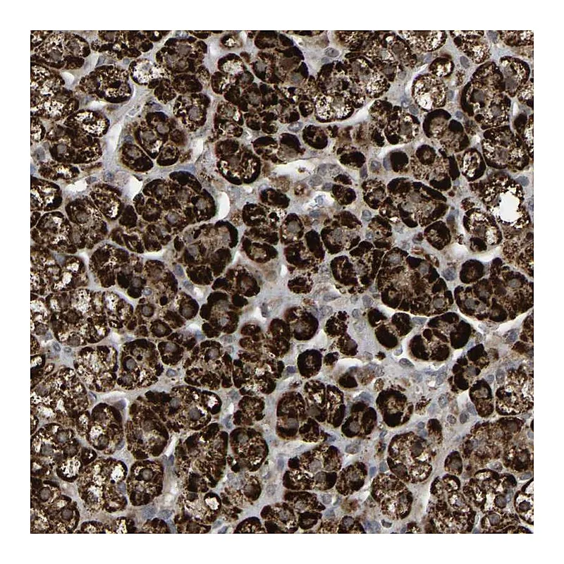 Atlas Antibodies Anti-ZBED6CL Antibody