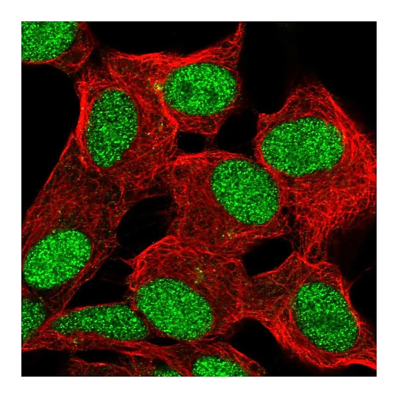Atlas Antibodies Anti-ZBED6 Antibody