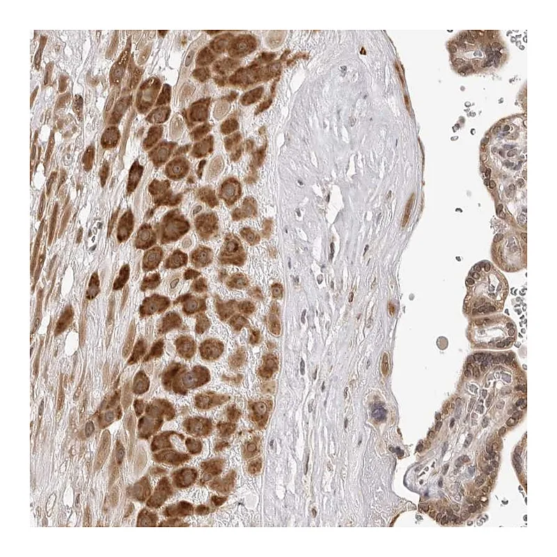 Atlas Antibodies Anti-ZBED6 Antibody