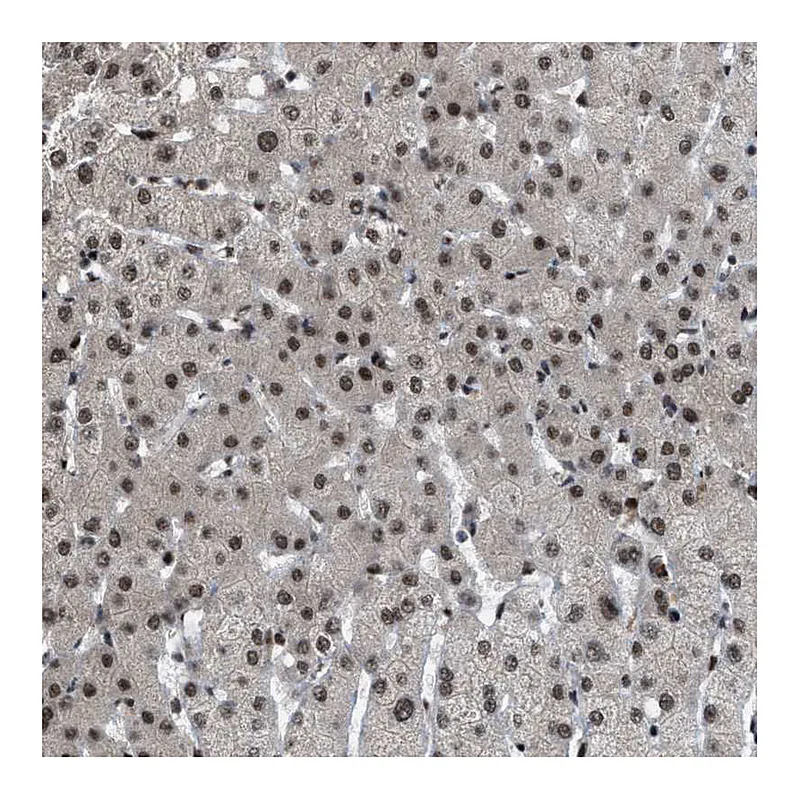Atlas Antibodies Anti-ZBTB10 Antibody