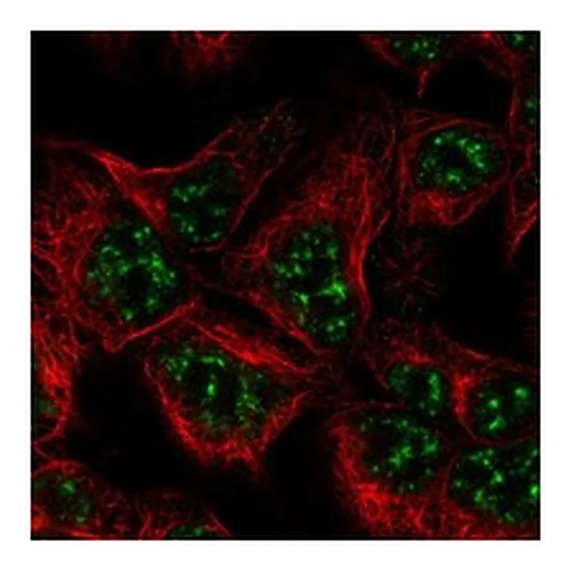 Atlas Antibodies Anti-ZBTB18 Antibody