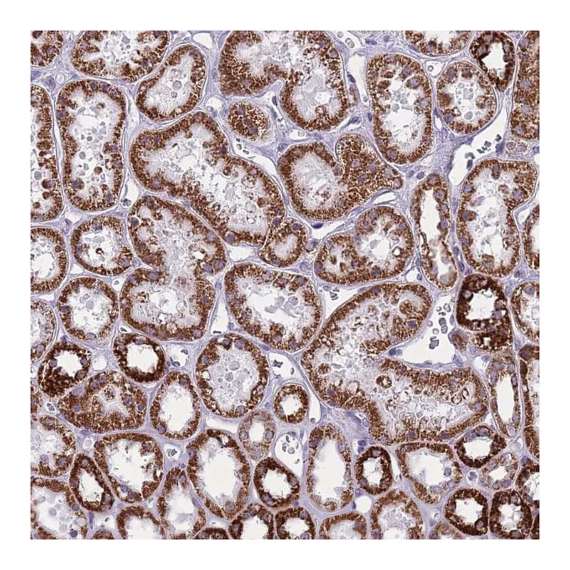 Atlas Antibodies Anti-ZBTB24 Antibody