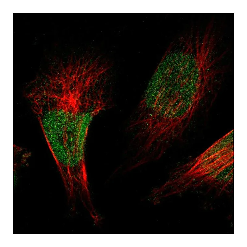 Atlas Antibodies Anti-ZBTB38 Antibody