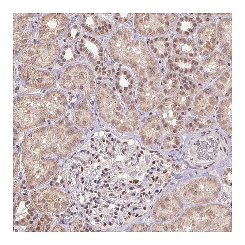 Atlas Antibodies Anti-ZBTB4 Antibody