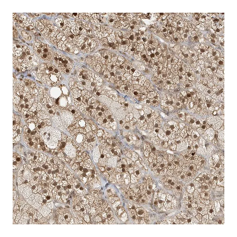 Atlas Antibodies Anti-ZBTB41 Antibody