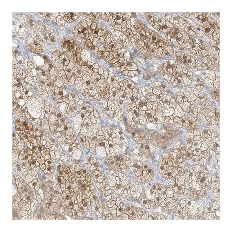 Atlas Antibodies Anti-ZBTB41 Antibody