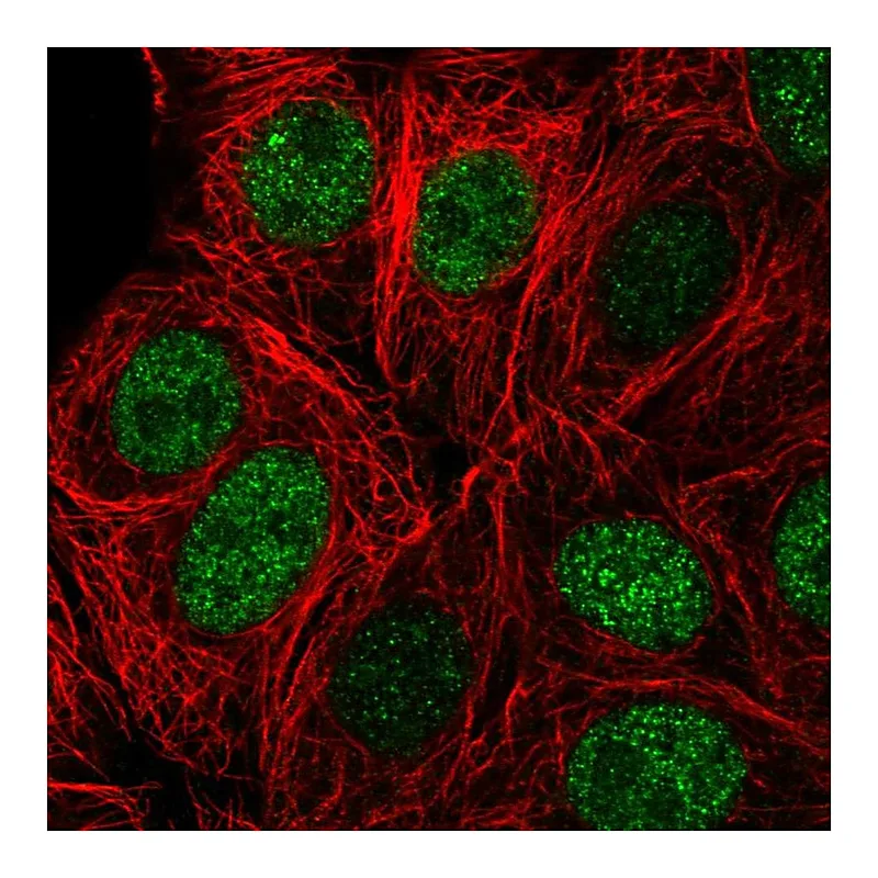 Atlas Antibodies Anti-ZBTB42 Antibody
