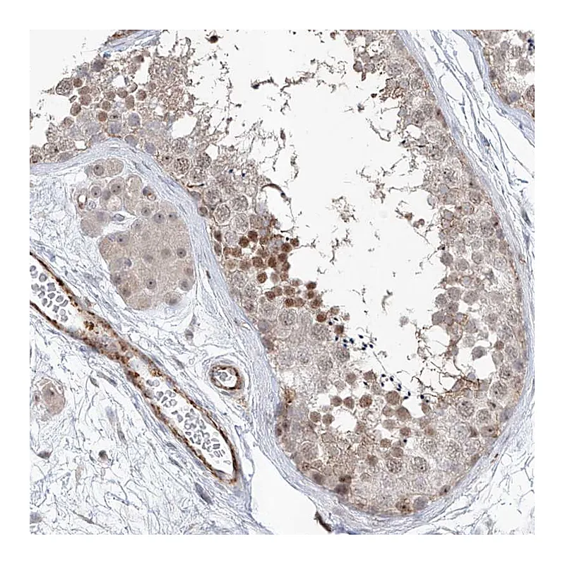 Atlas Antibodies Anti-ZBTB48 Antibody