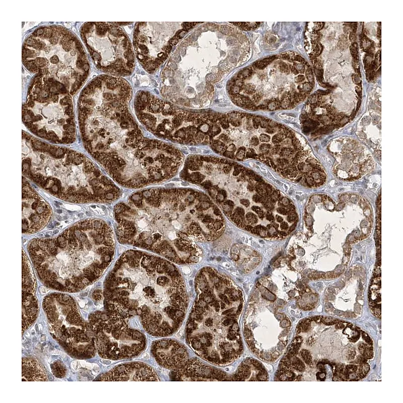 Atlas Antibodies Anti-ZBTB9 Antibody