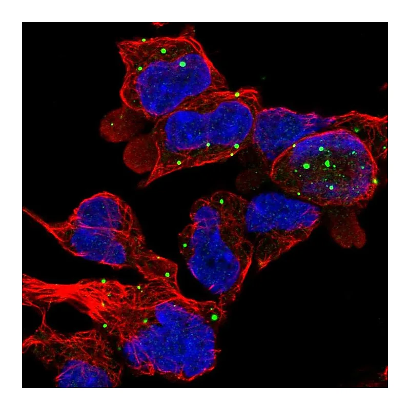 Atlas Antibodies Anti-ZC3H10 Antibody