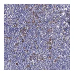 Atlas Antibodies Anti-ZC3H12B Antibody