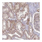 Atlas Antibodies Anti-ZC3H13 Antibody