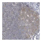 Atlas Antibodies Anti-ZC3H12D Antibody