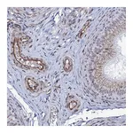 Atlas Antibodies Anti-ZC3H12C Antibody