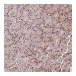 Atlas Antibodies Anti-ZC3H13 Antibody