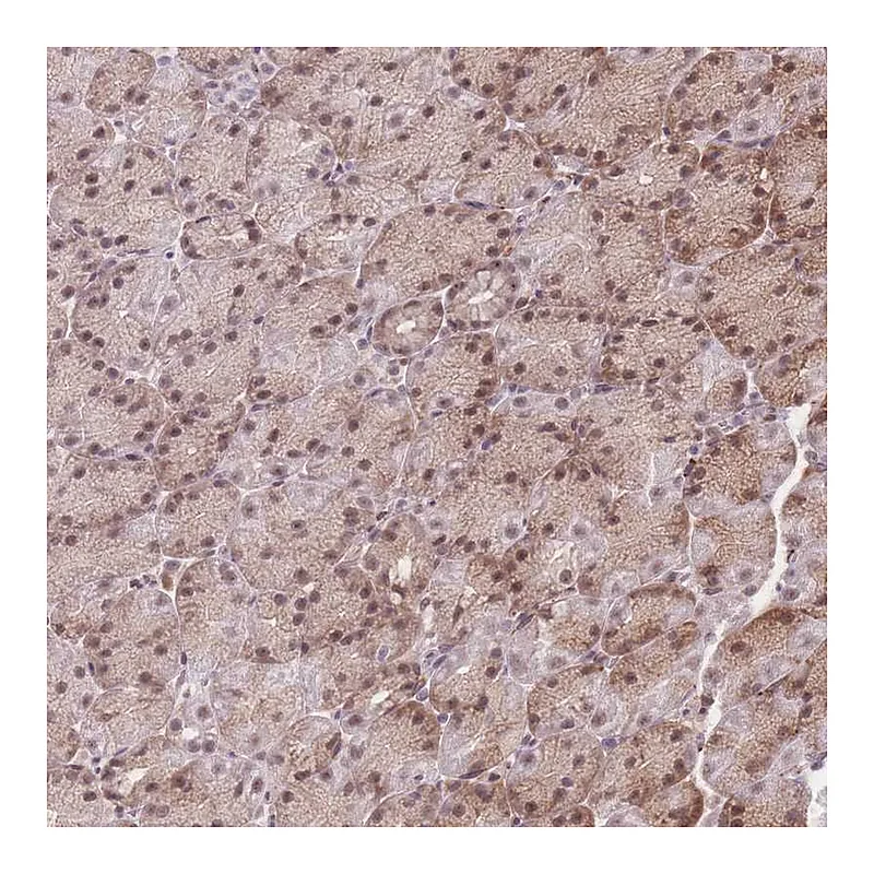 Atlas Antibodies Anti-ZC3H13 Antibody
