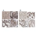Atlas Antibodies Anti-ZC3H15 Antibody