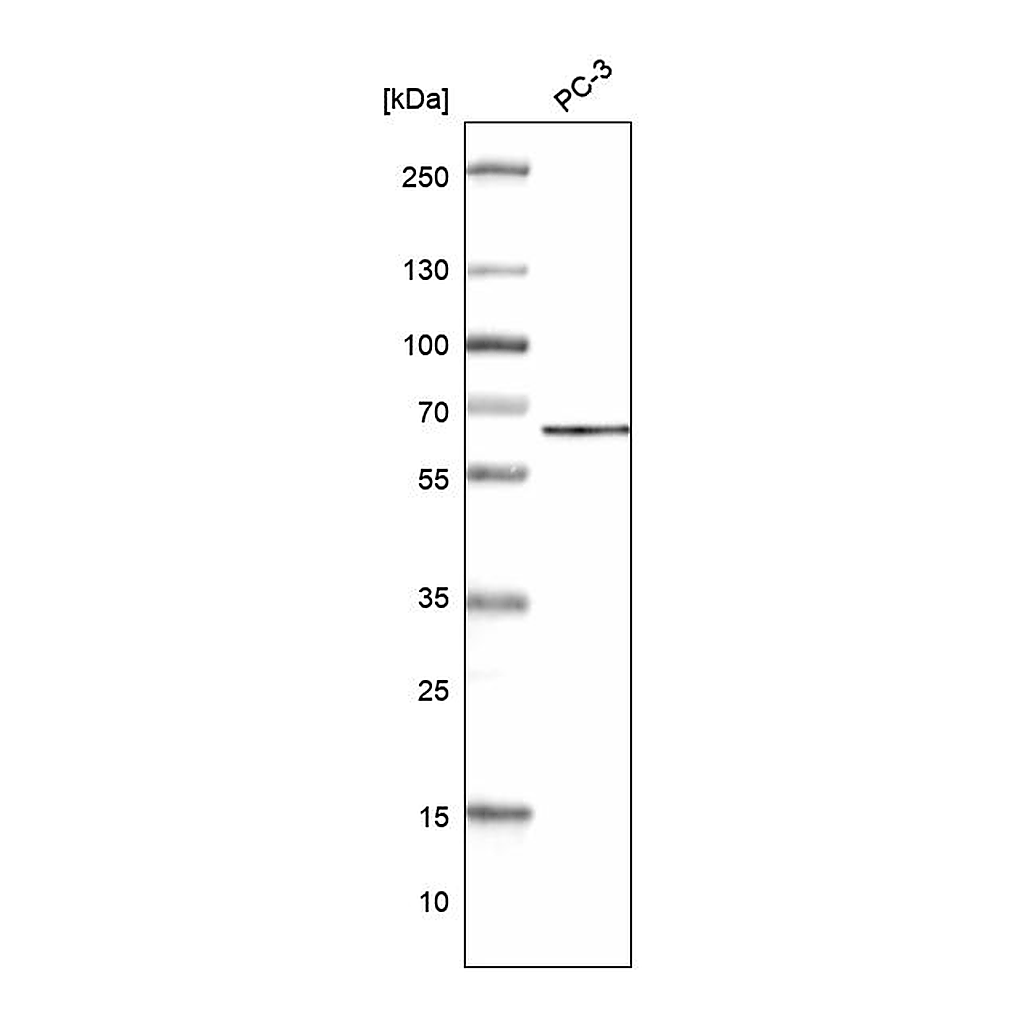 Atlas Antibodies Anti-ZC3H15 Antibody