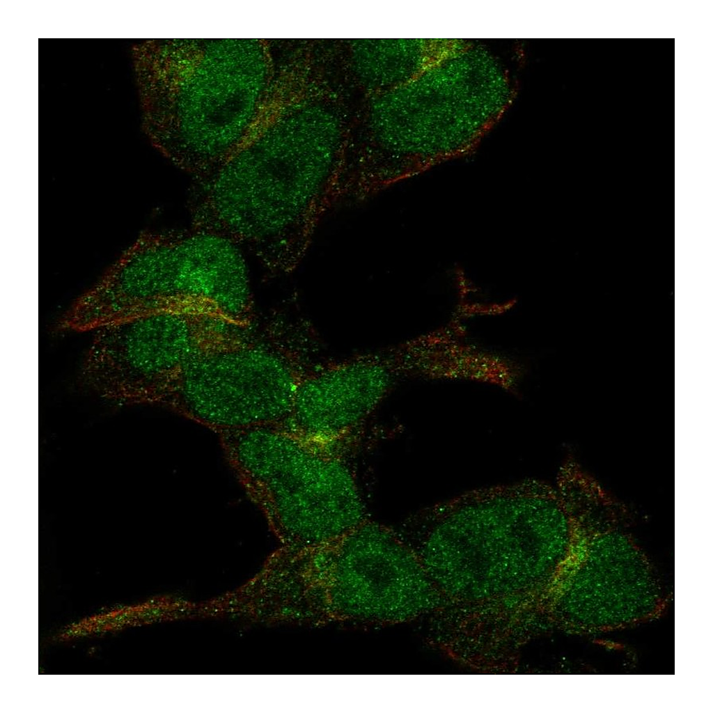 Atlas Antibodies Anti-ZC3H6 Antibody
