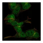 Atlas Antibodies Anti-ZC3H6 Antibody