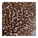 Atlas Antibodies Anti-ZC3H7A Antibody