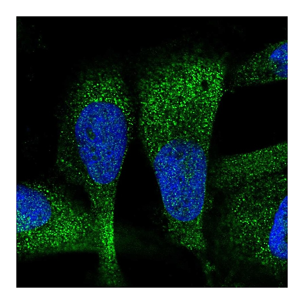 Atlas Antibodies Anti-ZC3H7A Antibody