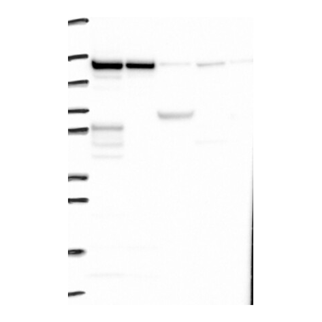 Atlas Antibodies Anti-ZC3H7B Antibody