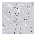 Atlas Antibodies Anti-ZC3H8 Antibody