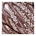 Atlas Antibodies Anti-ZC3HAV1 Antibody