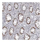 Atlas Antibodies Anti-ZC3H8 Antibody