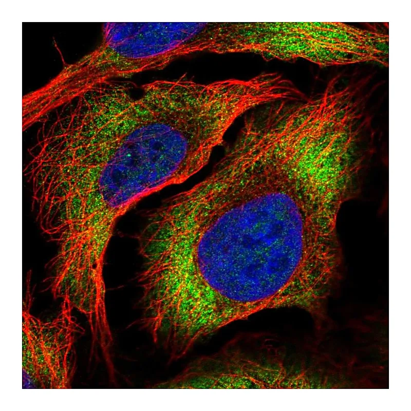 Atlas Antibodies Anti-ZC3HAV1L Antibody