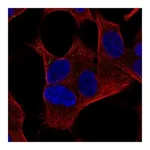 Atlas Antibodies Anti-ZCCHC18 Antibody