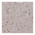 Atlas Antibodies Anti-ZCCHC24 Antibody