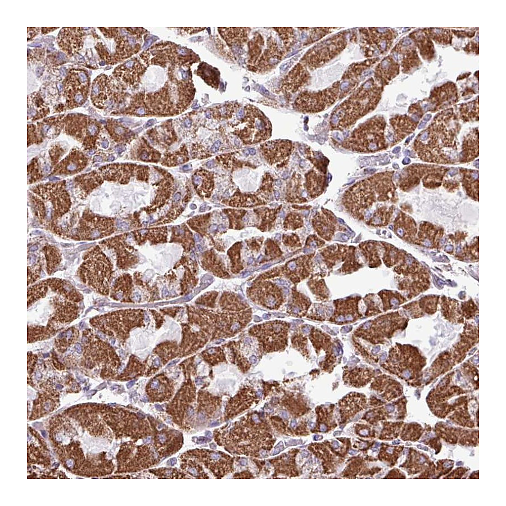 Atlas Antibodies Anti-ZCCHC5 Antibody
