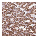 Atlas Antibodies Anti-ZCCHC5 Antibody