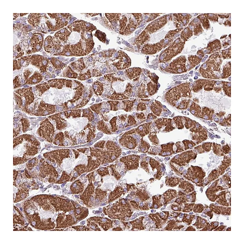 Atlas Antibodies Anti-ZCCHC5 Antibody