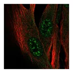 Atlas Antibodies Anti-ZCWPW2 Antibody