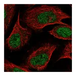 Atlas Antibodies Anti-ZDBF2 Antibody