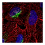 Atlas Antibodies Anti-ZCCHC9 Antibody