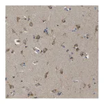Atlas Antibodies Anti-ZDHHC17 Antibody