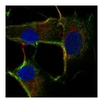 Atlas Antibodies Anti-ZDHHC2 Antibody