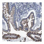 Atlas Antibodies Anti-ZDHHC3 Antibody