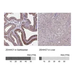 Atlas Antibodies Anti-ZDHHC7 Antibody